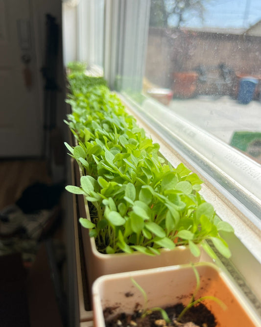 Turning a 2 Inch Windowsill Into A Microgreen Garden