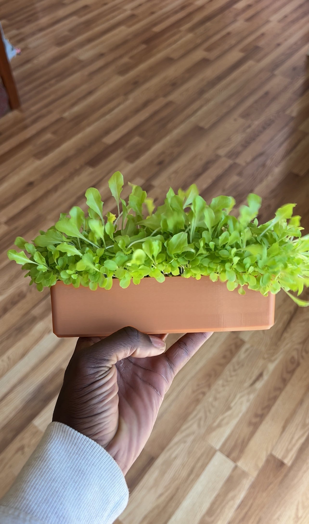 Windowsill Planter | Microgreens, Herbs & Edible Flowers