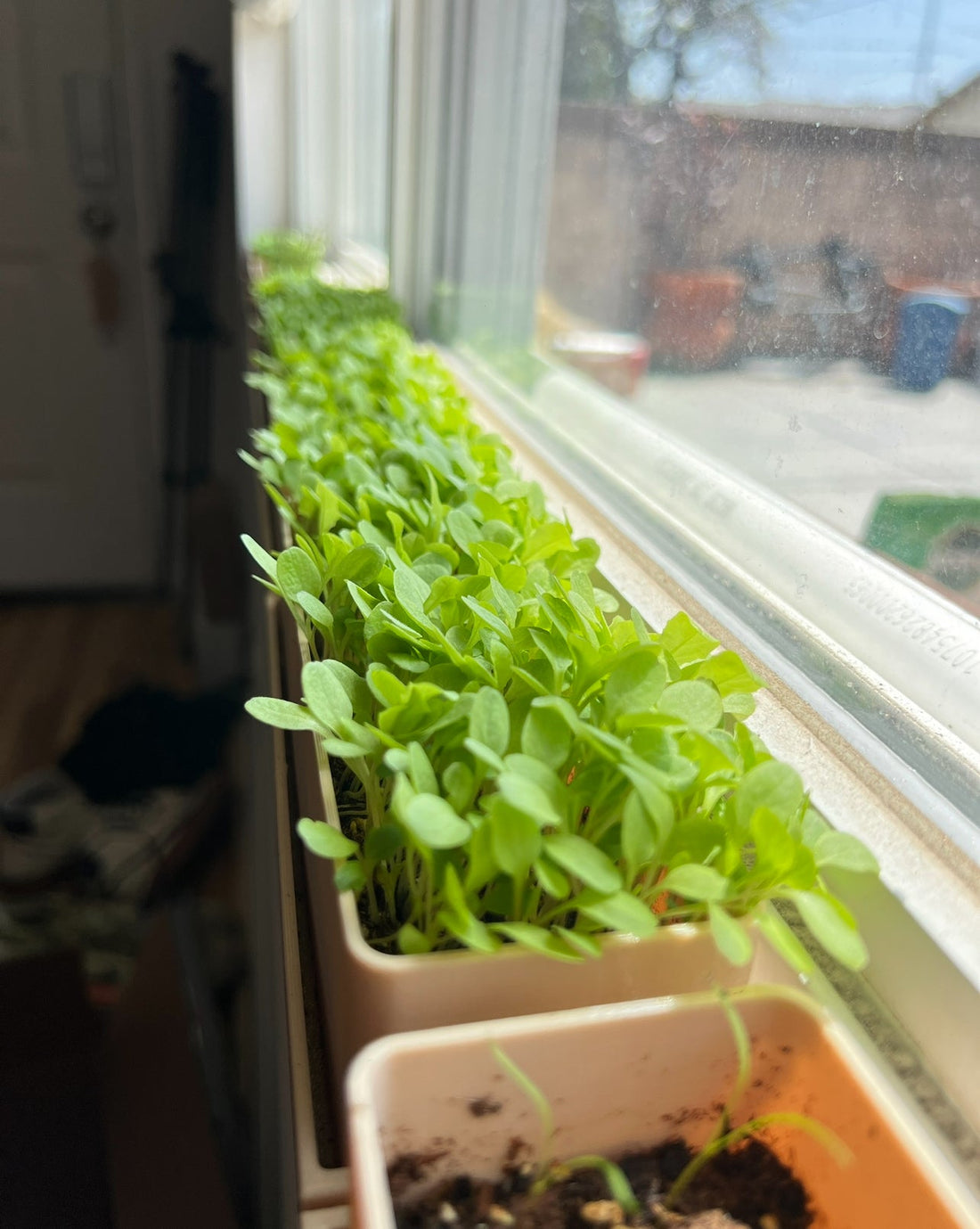 Turning a 2 Inch Windowsill Into A Microgreen Garden