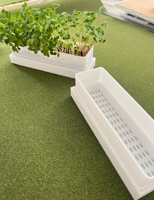 indowsill planter with herbs microgreens growing indoors on a windowsill